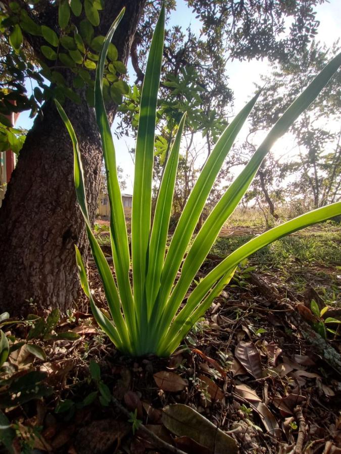 Chale Aconchegante, Pertinho Da Cidade E Conectada A Natureza Brasília Ngoại thất bức ảnh