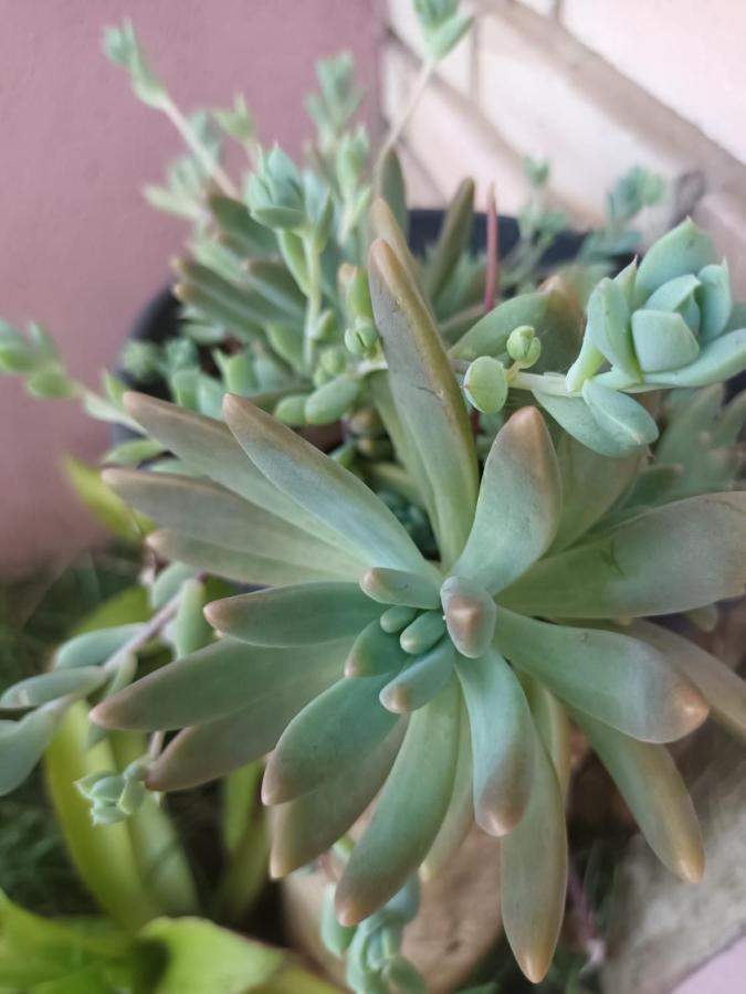 Chale Aconchegante, Pertinho Da Cidade E Conectada A Natureza Brasília Ngoại thất bức ảnh